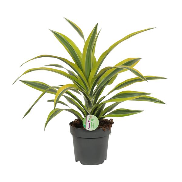 Dracaena Fragrans Lemon Lime - Ø17cm - ↕40cm