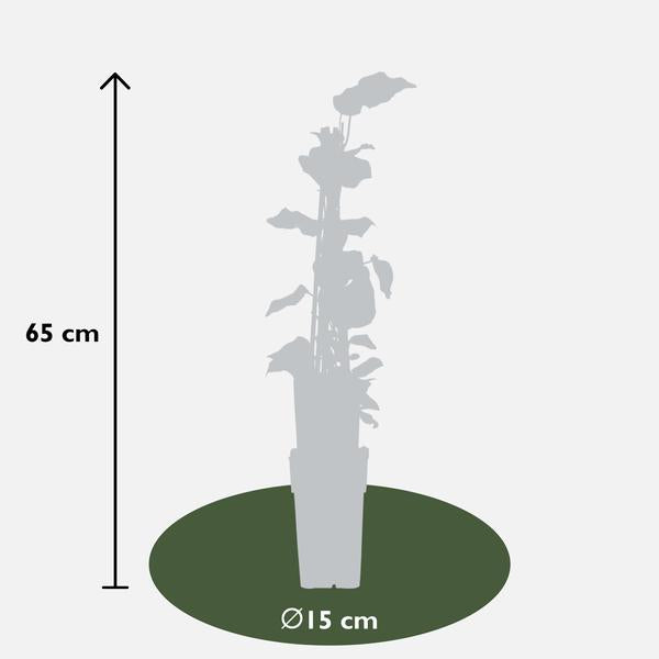 Hedera algeriensis 'Gloire de Maren' - Ø15cm - ↕65cm