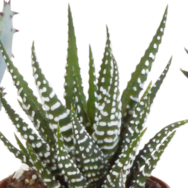 Gasteria/Haworthia mix 5,5cm - zonder pot - 5x