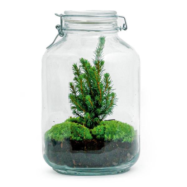 DIY terrarium - Jar Christmas - ↕ 28 cm