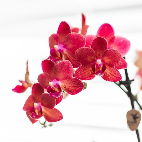 Kolibri Orchids | Rode Phalaenopsis orchidee – Congo + Gummy pot travertine – potmaat Ø9cm | bloeiende kamerplant in bloempot - vers van de kweker