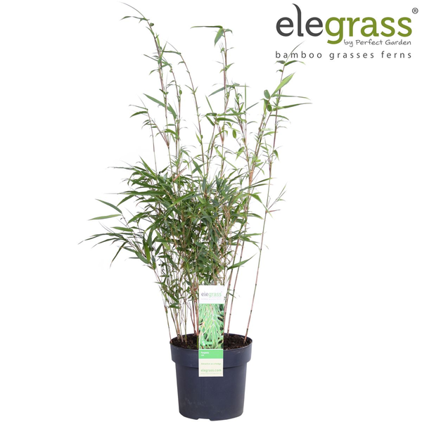 Fargesia rufa - Niet woekerende bamboe - Ø29cm - ↕80cm - Ø19 - ↨60cm