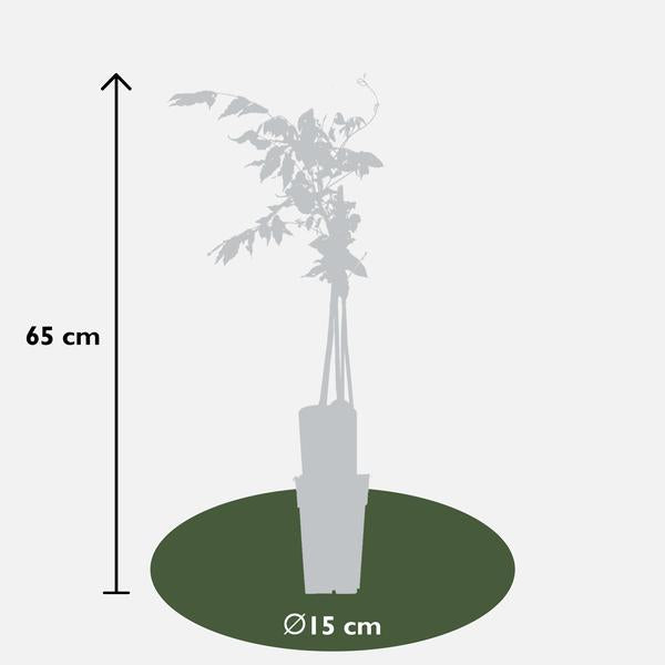 2x Wisteria floribunda 'Rosea' - ↨65cm - Ø15