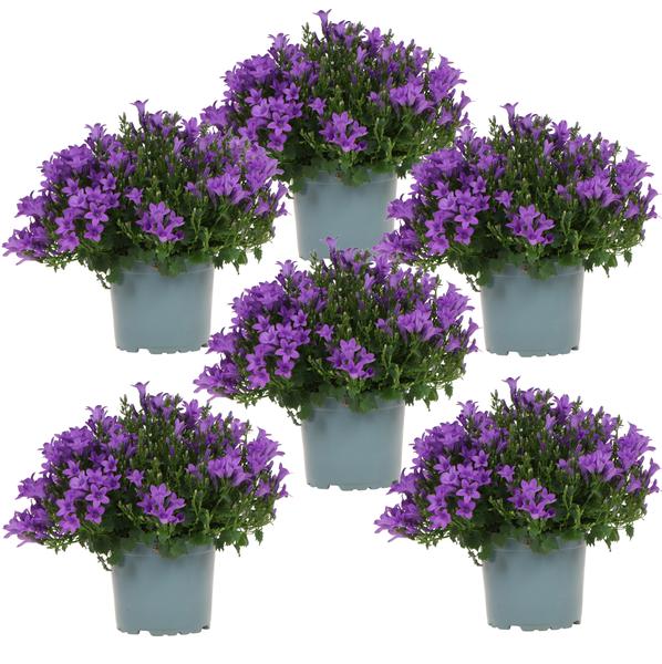 Campanula Addenda - Klokjesbloem paars potmaat 12cm - 1m2 bodembedekker - 6 stuks - Ambella purple - tuinplanten - winterhard