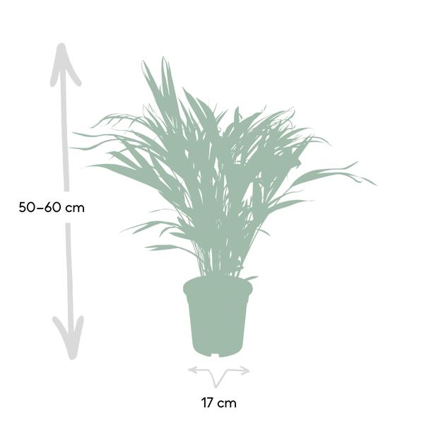 Dypsis Lutescens - Areca - Ø17cm - ↕60cm