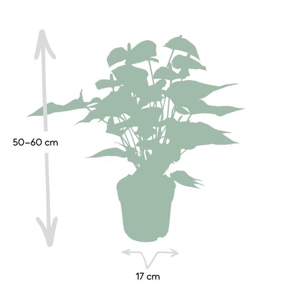 Anthurium Red - Ø17cm - ↕55cm