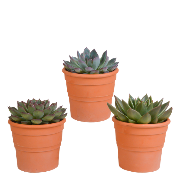 Echeveria mix 10.5 cm - 3x - in terracotta pot