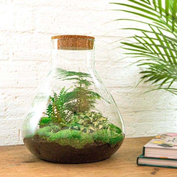 DIY terrarium - Sam XL - ↕ 35 cm - Rake + Shovel + Tweezer + Scissors