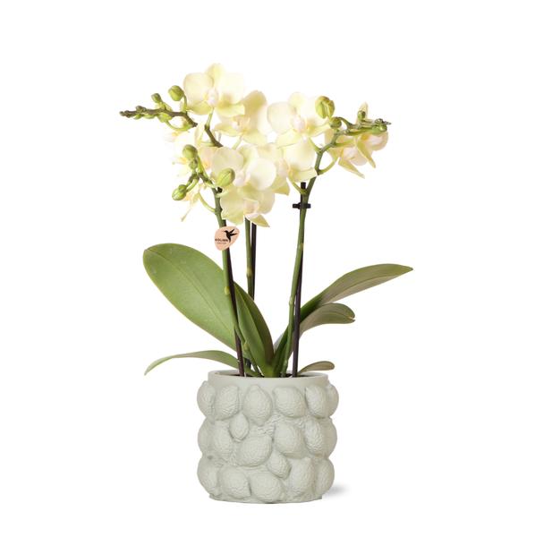 Kolibri Orchids | gele Phalaenopsis orchidee – Mexico + Citrus sierpot green – potmaat Ø9cm| bloeiende kamerplant in bloempot - vers van de kweker