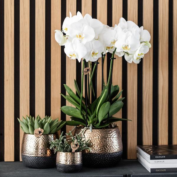 Kolibri Orchids | geel rode Phalaenopsis orchidee – Spain + Elite sierpot copper – potmaat Ø9cm | bloeiende kamerplant in bloempot - vers van de kweker