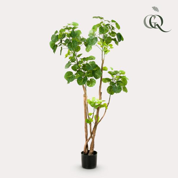 Kunstplant - Polyscias - Aralia - 135 cm