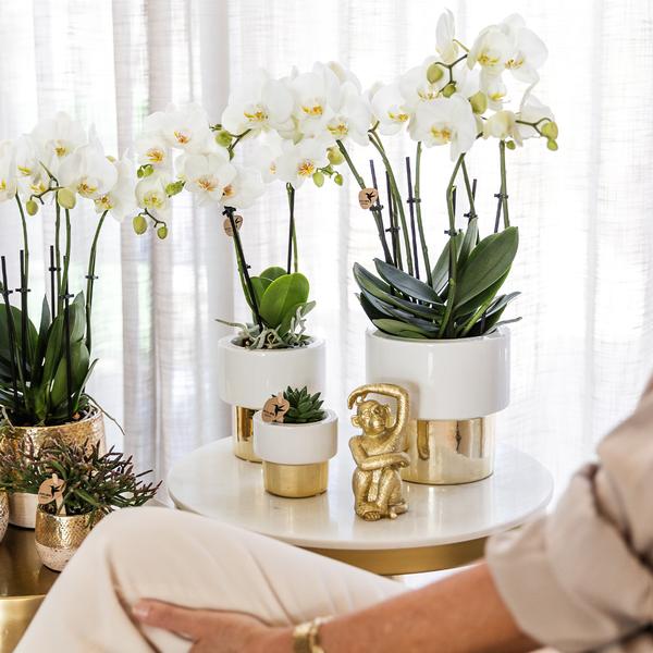 Kolibri Orchids | witte Phalaenopsis orchidee – Jamaica + Lush pot – potmaat Ø9cm | bloeiende kamerplant in bloempot - vers van de kweker