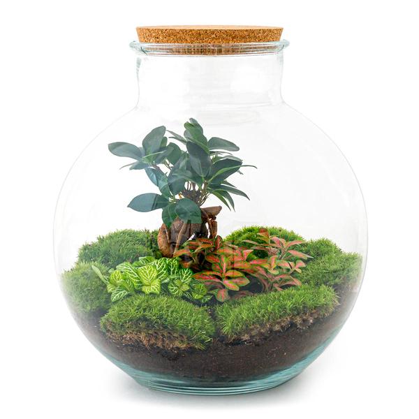 DIY terrarium - Bolder Bob Bonsai - ↕ 30 cm - Rake + Shovel + Tweezer + Scissors