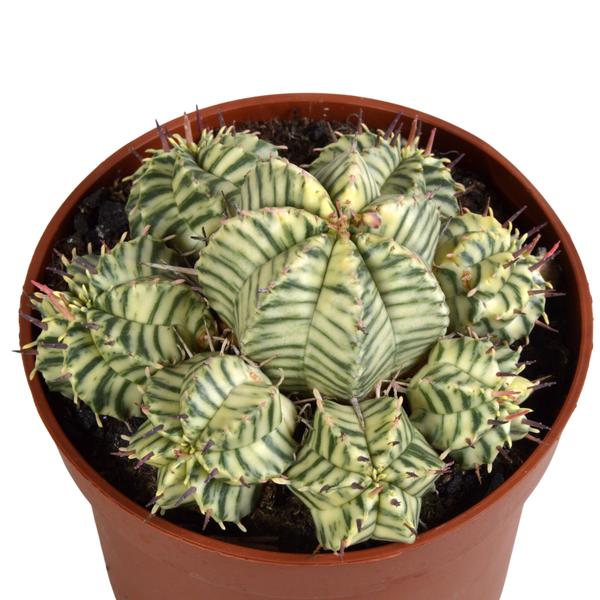 Euphorbia meloformis variegata - clay - 10,5cm - 1x