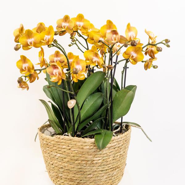 Kolibri Home - Inlay met waterreservoir met watergeeflonten voor orchideeënschaal - watergeefsysteem voor orchideeën Ø25cm - 1x12 + 2x9 - Field Bouquet + 3x watergeeflonten