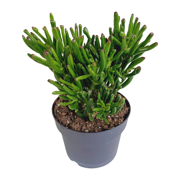 Crassula gollum 17cm