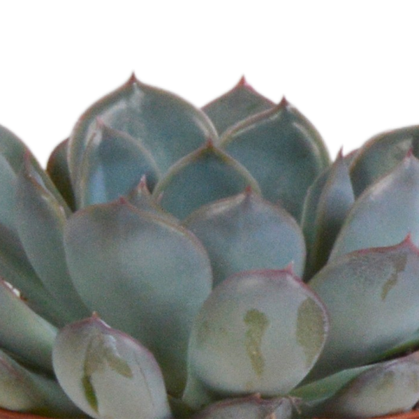 Echeveria mix 8.5 cm - 3x - in terracotta pot