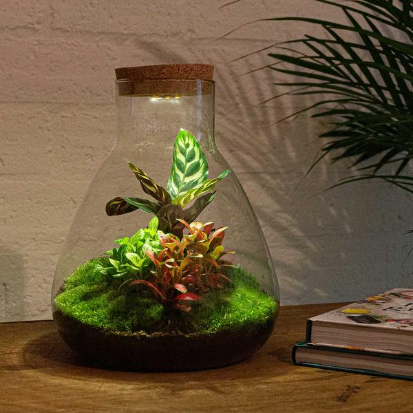 DIY terrarium - Sam Calathea with Light - ↕ 30 cm - Rake + Shovel + Tweezer + Scissors