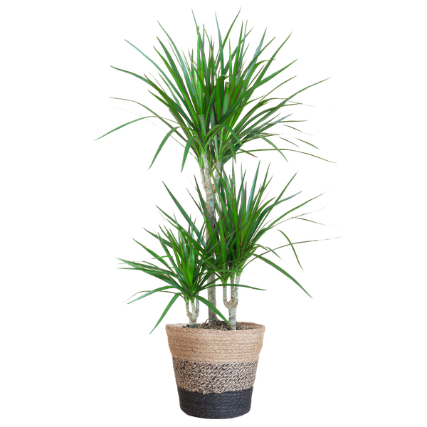 Dracaena Marginata met Lissabon mand zwart - 95cm - Ø21