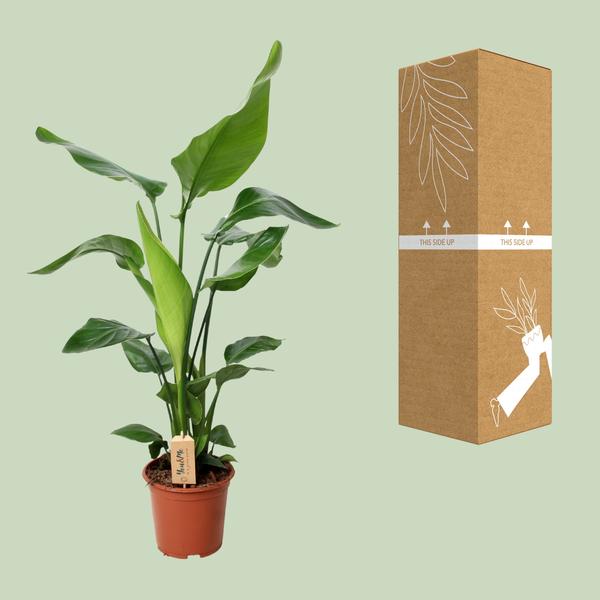 Strelitzia Nicolai - Ø19cm - ↕90cm