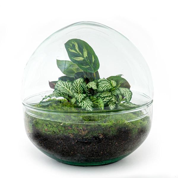 DIY terrarium - Dome - ↕ 20 cm - Rake + Shovel