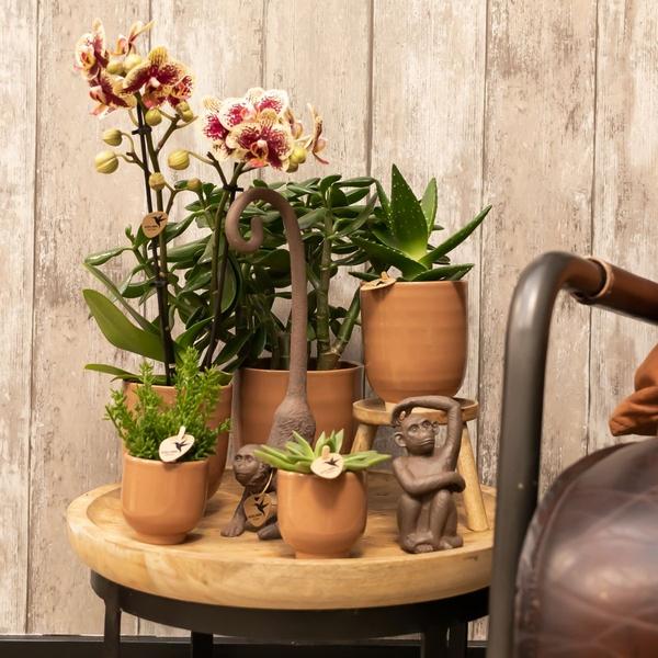 Kolibri Orchids | Geel rode Phalaenopsis orchidee - Spain + Glazed sierpot cognac - potmaat Ø9cm - 40 cm hoog | bloeiende kamerplant - vers van de kweker