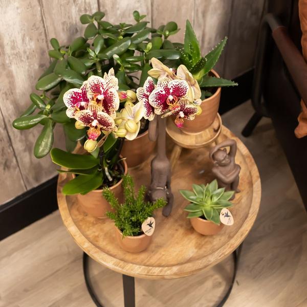 Kolibri Company | Gift set Home Hub | Plantenset met Phalaenopsis Orchidee en Succulenten incl. keramieken sierpotten