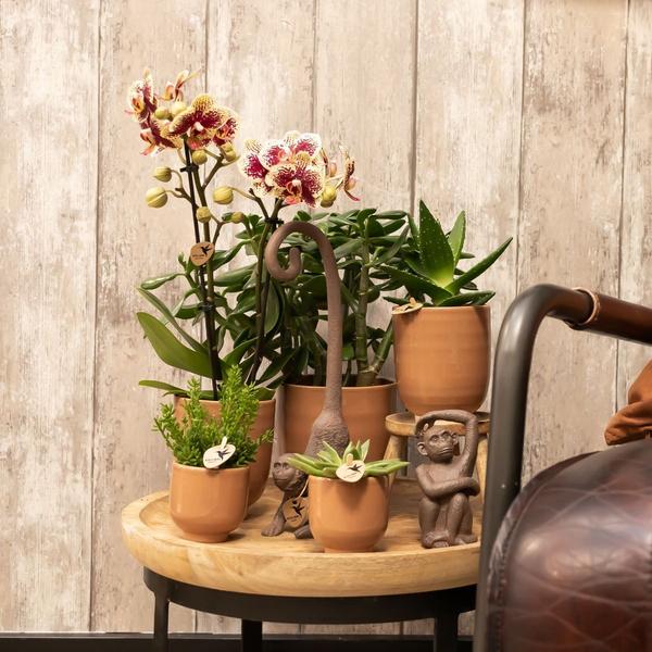 Kolibri Company | Gift set Home Hub | Plantenset met Phalaenopsis Orchidee en Succulenten incl. keramieken sierpotten