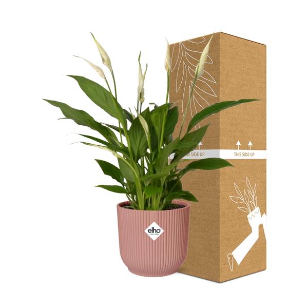 Spathiphyllum 12 Cm Torelli in ELHO Vibes Fold 14cm roze