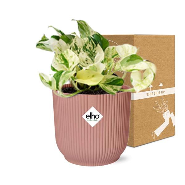 Epipremnum Pinnatum Happy Leaf in ELHO Vibes Fold 14cm roze