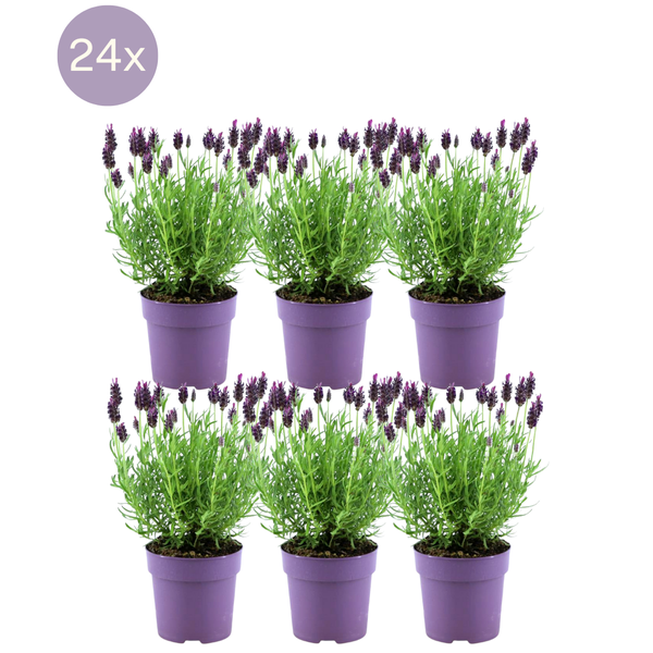 24 x Lavandula stoechas Anouk® - Ø12 cm - ↕25 cm