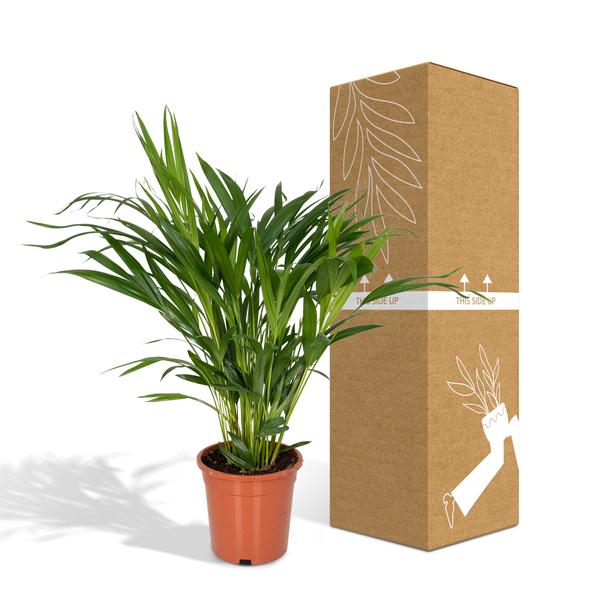 Dypsis Lutescens - Areca - Ø17cm - ↕60cm