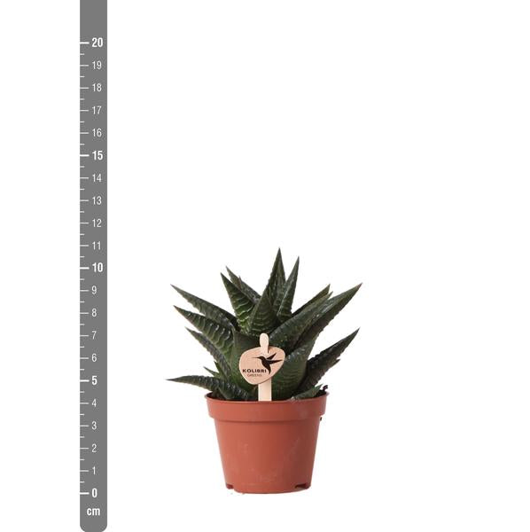 Kolibri Greens | Groene plant - Succulent Haworthia Limifolia - potmaat Ø6cm - groene kamerplant - vers van de kweker