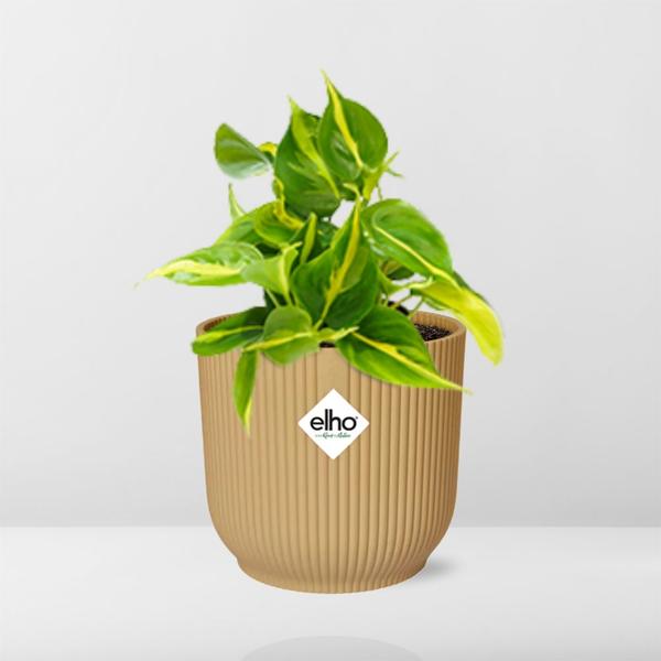 Philodendron Scandens ‘Brasil’ in ELHO Vibes Fold 14cm geel