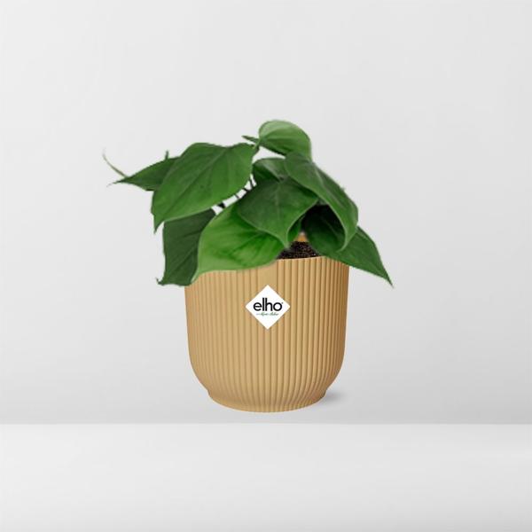 Philodendron Scandens in ELHO Vibes Fold 14cm geel