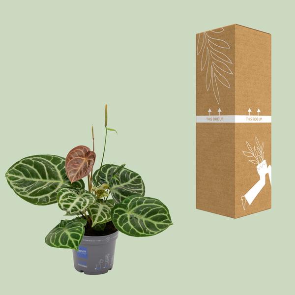 Anthurium Crystal Hybride Compact - Ø17cm - ↕40cm