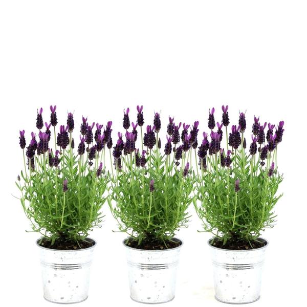 Plants by Frank - Lavandula stoechas Anouk®  in 'Old Look' sierpot - 13 cm pot - set van 3 Franse Lavendels in Sierpot