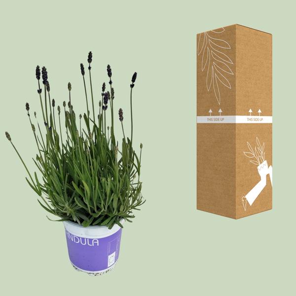 Lavendel Lavandula Hidcote Blue Blauw - Ø12cm - ↕20cm