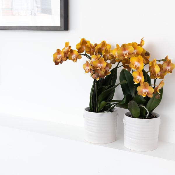 Kolibri Orchids | Oranje gouden Phalaenopsis orchidee - Jewel Las Vegas - potmaat Ø12cm | bloeiende kamerplant - vers van de kweker