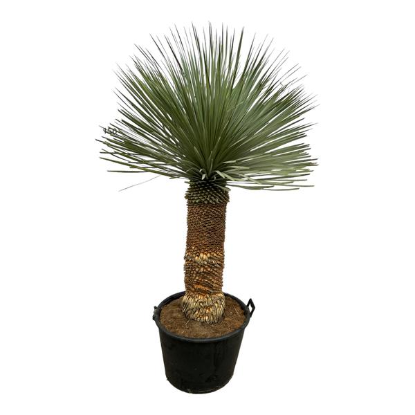 Yucca Rostrata - 140 cm - Ø45cm