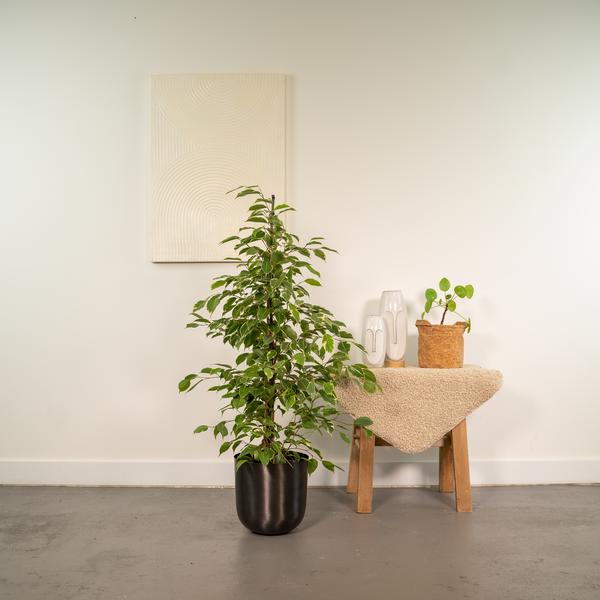 Ficus benjamina Goldenking - Ø21cm - ↕95cm + Pot Mayk Lead