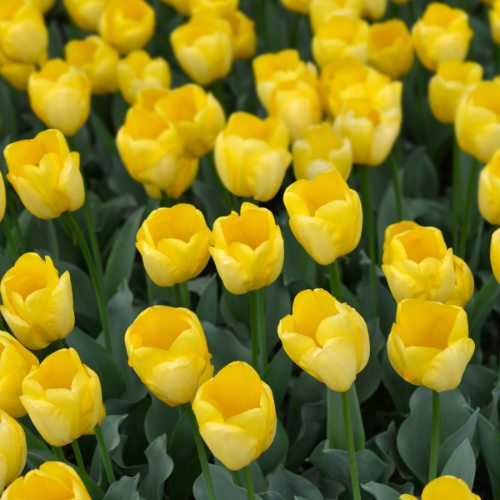 Strong gold - Tulpenbollen 20 stuks