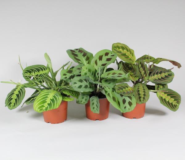 Maranta Leuconeura 'Fascinator' Mix 3 Soorten