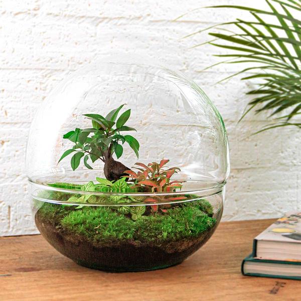 DIY terrarium - Dome XL - Ficus Ginseng Bonsai - ↕ 30 cm - Rake + Shovel + Tweezer