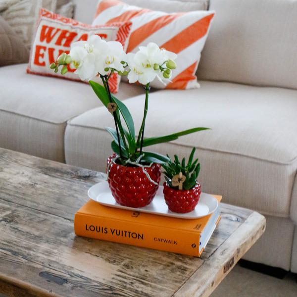 Kolibri Orchids | Plantenset Optimisme small| Groene planten met witte Phalaenopsis orchidee in Optimism sierpotten en witte dienblad