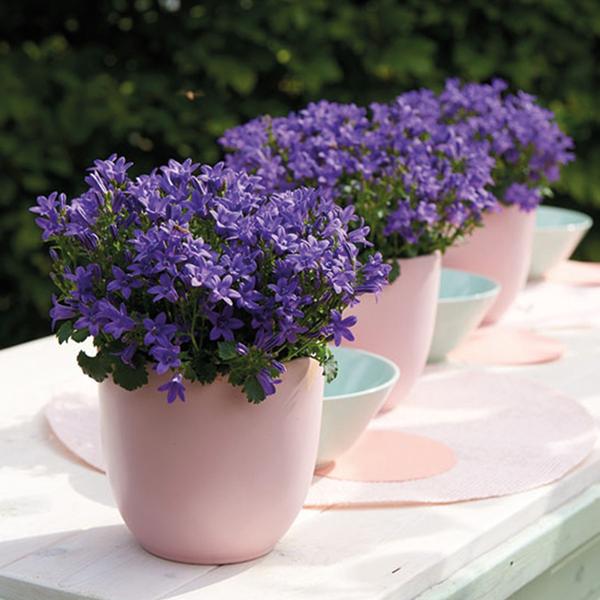 Campanula Addenda - Klokjesbloem paars potmaat 12cm - 2m2 bodembedekker - 12 stuks - Ambella purple - tuinplanten - winterhard