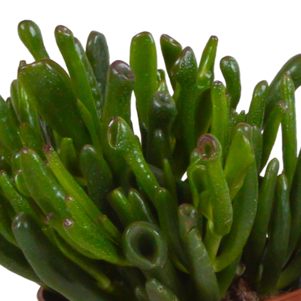 Crassula mix 10,5 cm - 3x - in Mexicaanse pot