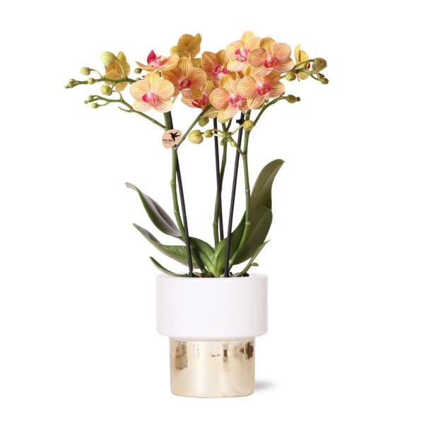 Kolibri Orchids | witte Phalaenopsis orchidee – Jamaica + Lush pot – potmaat Ø9cm | bloeiende kamerplant in bloempot - vers van de kweker