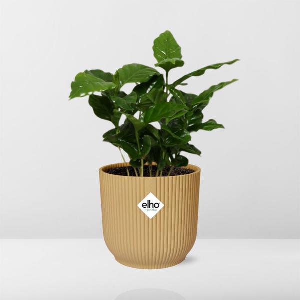 Coffea Arabica in ELHO Vibes Fold 14cm geel