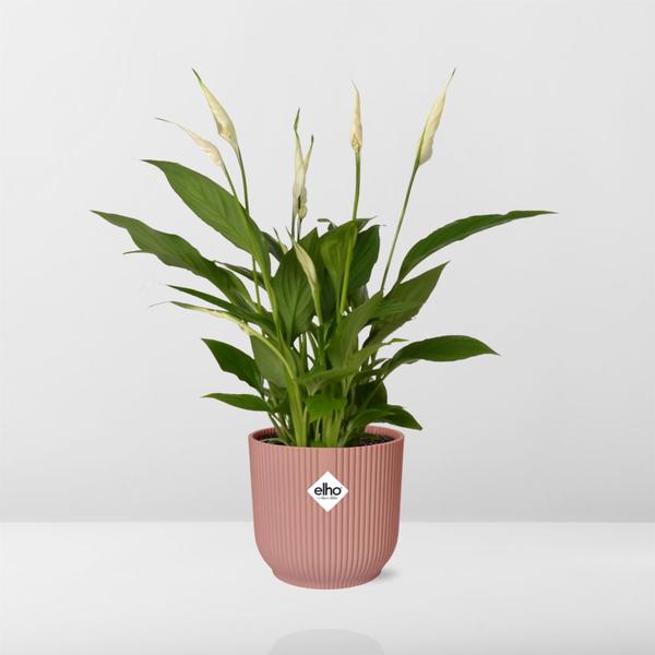 Spathiphyllum 12 Cm Torelli in ELHO Vibes Fold 14cm roze